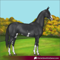 Horse Color:Black  and Black 
