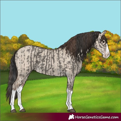 Horse Color:Grullo Sabino Splash  and Classic Champagne Dun Sabino Splash 