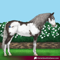 Horse Color:Silver Brown Sabino Frame