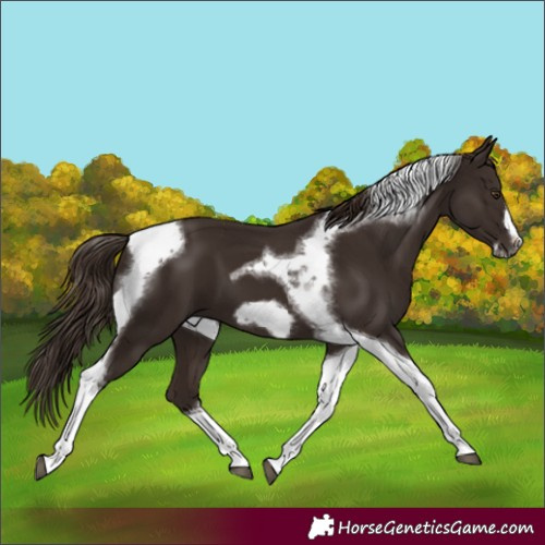 Horse Color:Liver Chestnut Tobiano Frame 
