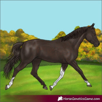 Horse Color:Liver Chestnut Tobiano
