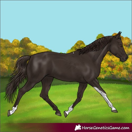 Horse Color:Liver Chestnut Tobiano