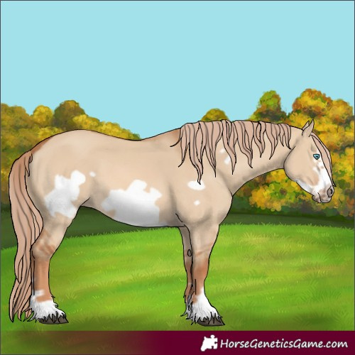 Horse Color:Red Dun Frame 
