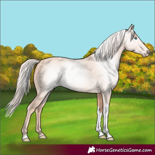 Horse Color:Gray Cremello Tobiano