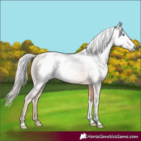 Horse Color:Gray Cremello Tobiano