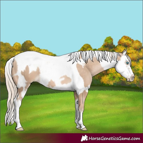 Horse Color:Chocolate Palomino Pearl Tobiano Frame  and Chocolate Palomino Pearl Splash Tobiano Frame 