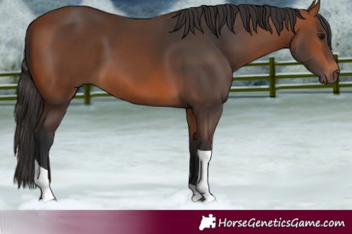 Horse Color:Bay Tobiano Rabicano 