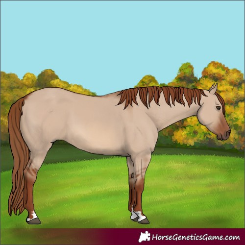 Horse Color:Red Dun 