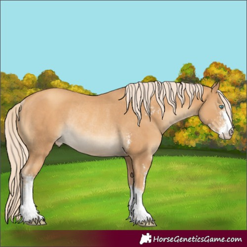 Horse Color:Gold Cream Champagne Sabino Appaloosa Rabicano
