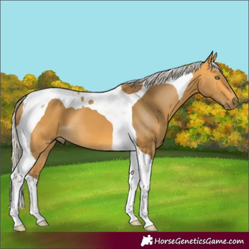 Horse Color:Silver Buckskin Tobiano