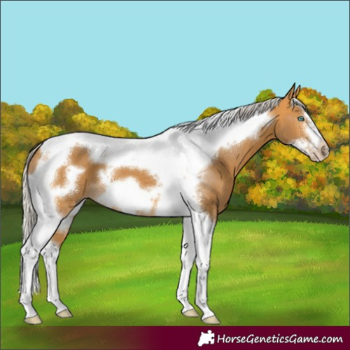 Horse Color:Unknown 