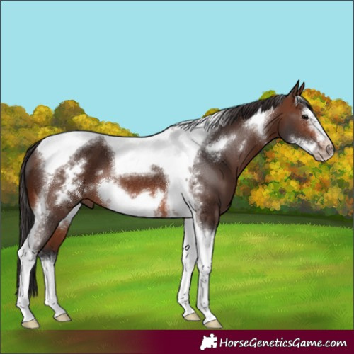 Horse Color:Brown Tobiano Frame