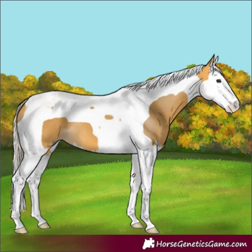 Horse Color:Silver Buckskin Splash Tobiano 