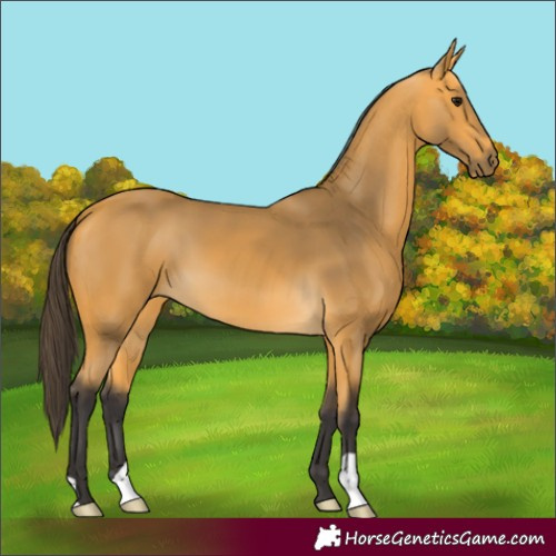 Horse Color:Buckskin