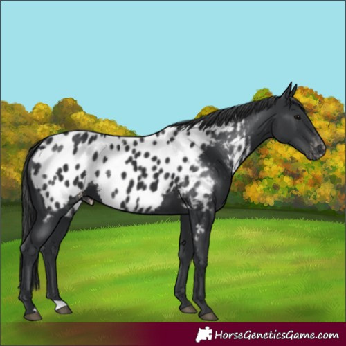 Horse Color:Black Appaloosa