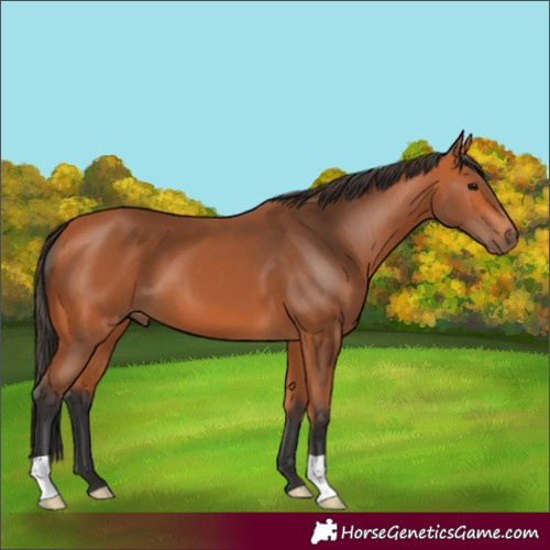 Horse Color:Bay 