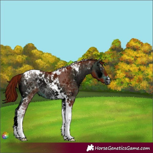 Horse Color:ERROR: UNKNOWN ANOMALY