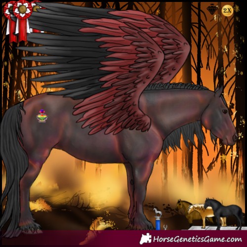 Horse Color:Black and Black