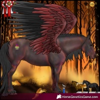 Horse Color:Black and Black