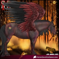 Horse Color:Black  and Black 