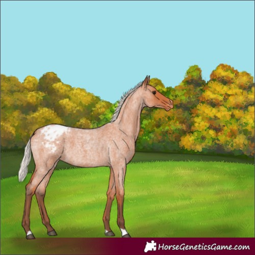 Horse Color:Silver Bay Roan Varnish