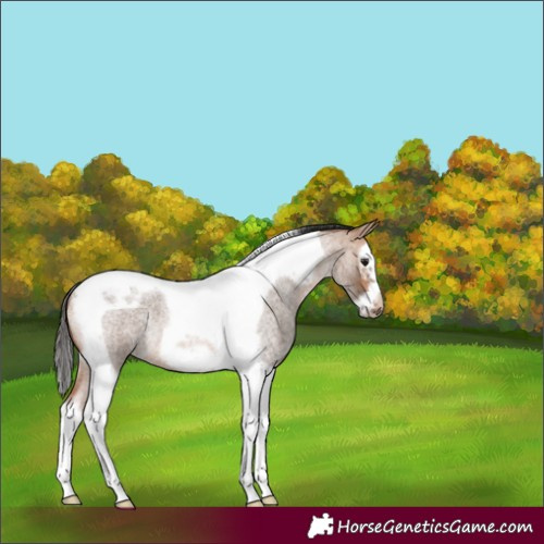 Horse Color:Bay Roan Dun Splash Tobiano Frame Rabicano 