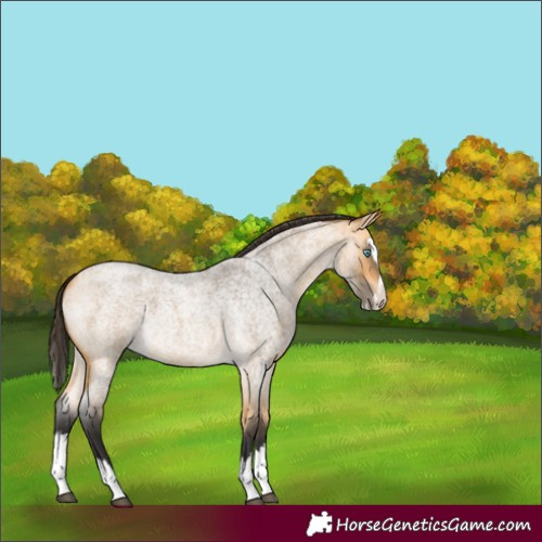Horse Color:Buckskin Roan Splash 