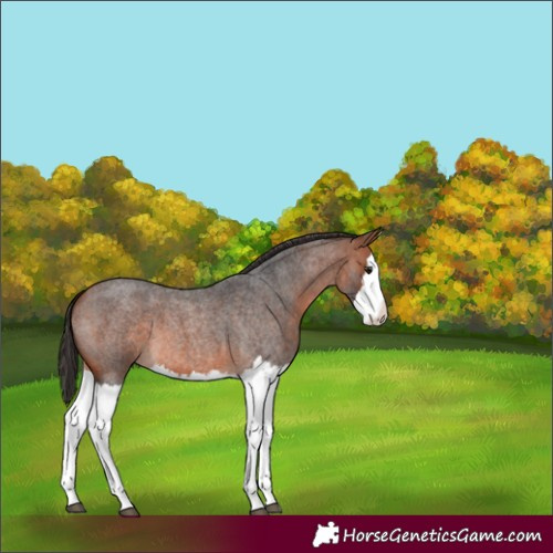 Horse Color:Bay Roan Splash 