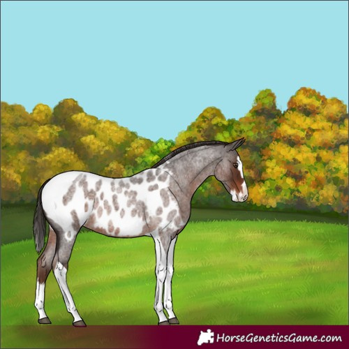Horse Color:Liver Red Roan Splash Tobiano Near Leopard