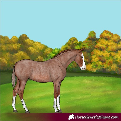 Horse Color:Red Roan Splash 