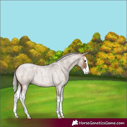 Horse Color:Silver Brown Roan Dun Splash