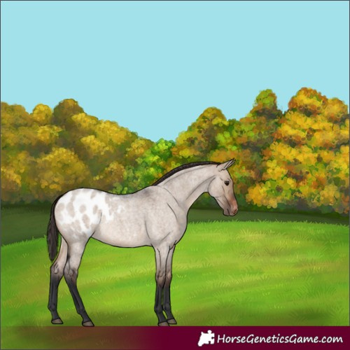Horse Color:Brown Roan Dun Blanket