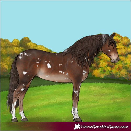 Horse Color:White Spotted Liver Chestnut Tobiano 