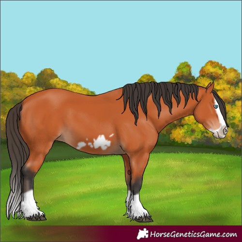 Horse Color:Bay Splash Frame 