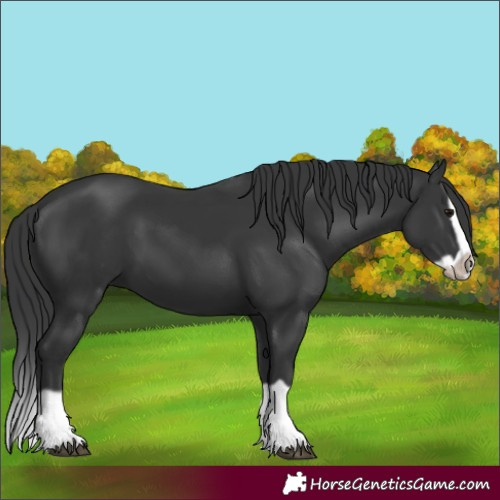 Horse Color:Black Splash Frame