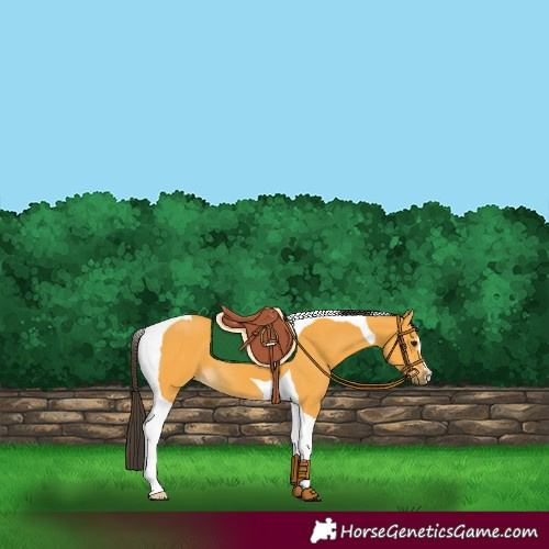 Horse Color:Buckskin Tobiano