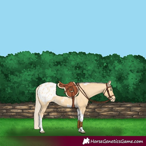 Horse Color:Gold Cream Champagne Tobiano Appaloosa