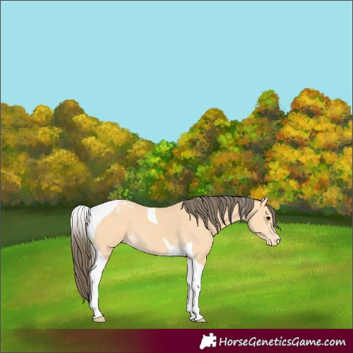 Horse Color:Buckskin Tobiano Appaloosa