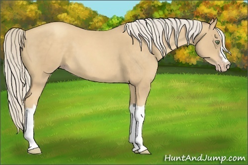Horse Color:Gold Cream Champagne 