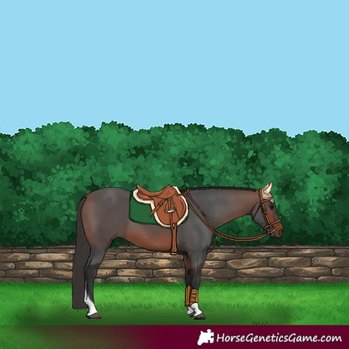 Horse Color:Bay Tobiano 