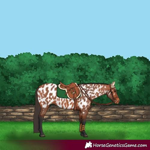 Horse Color:Bay Appaloosa 