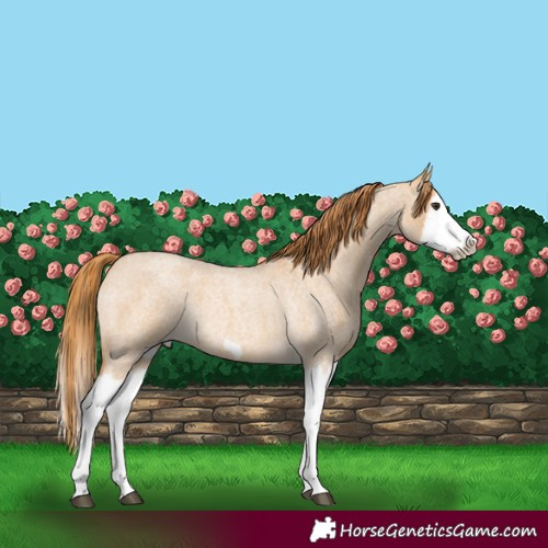 Horse Color:Red Dun Roan Splash Frame Rabicano