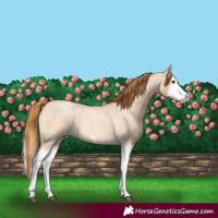 Horse Color:Red Dun Roan Splash Frame Rabicano