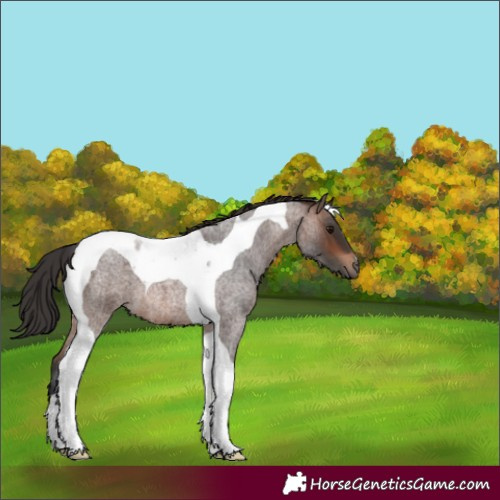 Horse Color:Brown Roan Tobiano 