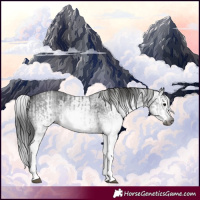 Horse Color:Gray White Spotted Black  and Gray White Spotted Black 