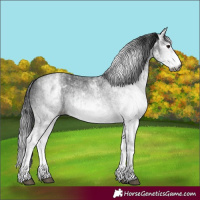 Horse Color:Gray White Spotted Black and Gray White Spotted Black Rabicano
