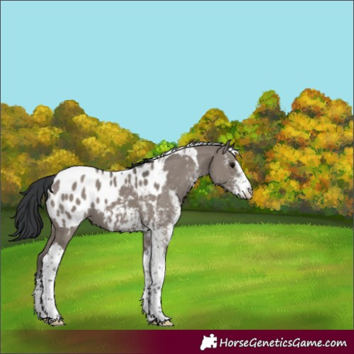 Horse Color:White Spotted Grullo Tobiano Appaloosa 