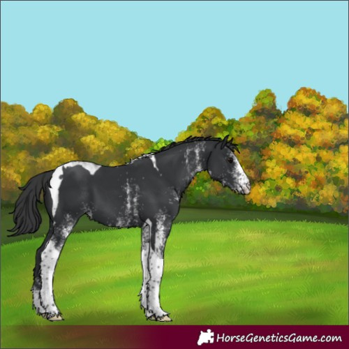 Horse Color:White Spotted Black Tobiano 