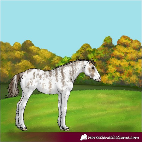 Horse Color:White Spotted Buckskin Dun Appaloosa