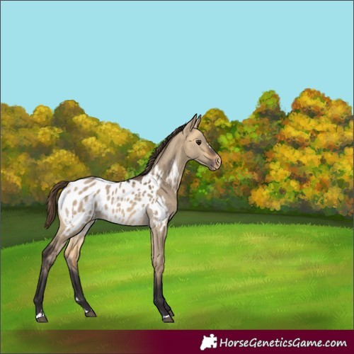 Horse Color:Buckskin Dun Blanket 